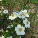 Potentilla fruticosa 'Veitchii' fleur P11